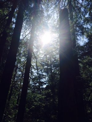 sun through trees