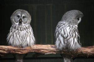 owl-couple