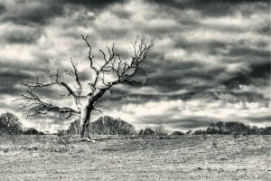 lone_tree_on_heath