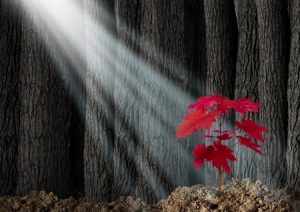 22986368 - great potential business metaphor with an old dark forest of tall trees and a young red leaf sapling emerging out of the ground as a symbol of future growth and hope for the future as an icon of investment growth and conservation of nature