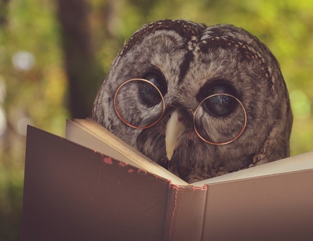 33924982 - an owl animal with glasses is reading a book in the woods for an eduication or school concept.